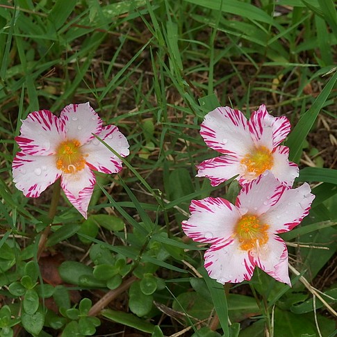 f:id:akinosato:20160711131544j:image f:id:akinosato:20160711131544j:image