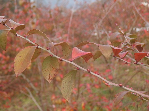 f:id:akinosato:20190124131140j:plain f:id:akinosato:20190124131140j:plain