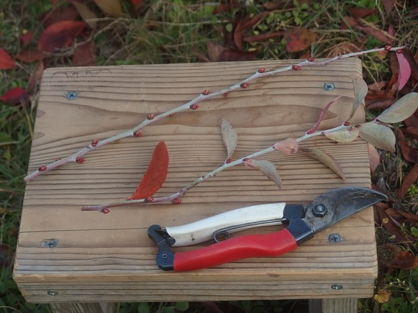 f:id:akinosato:20190124131529j:plain f:id:akinosato:20190124131529j:plain