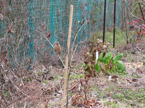 f:id:akinosato:20210113140805j:plain