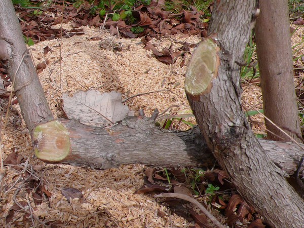 f:id:akinosato:20210219120544j:plain