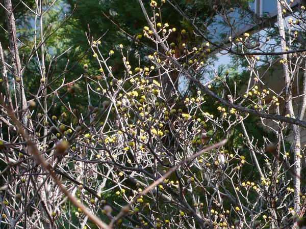 f:id:akinosato:20210219140355j:plain