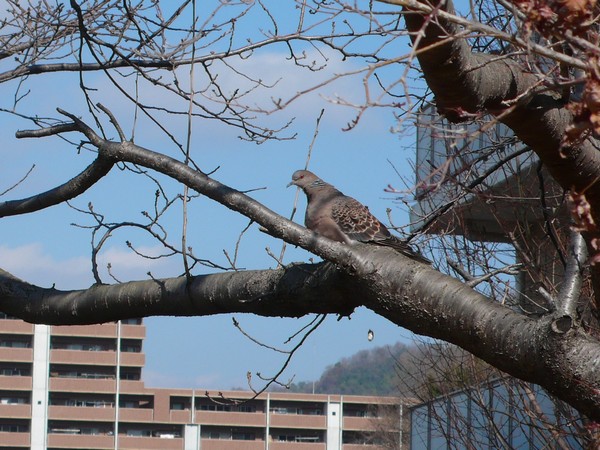 f:id:akinosato:20210219140431j:plain