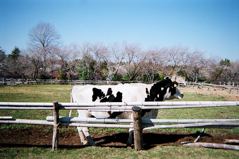 f:id:aremo-koremo:20190421173054j:plain f:id:aremo-koremo:20190421173054j:plain