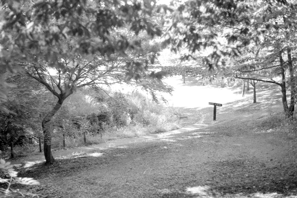 f:id:aremo-koremo:20200719032602j:plain f:id:aremo-koremo:20200719032602j:plain