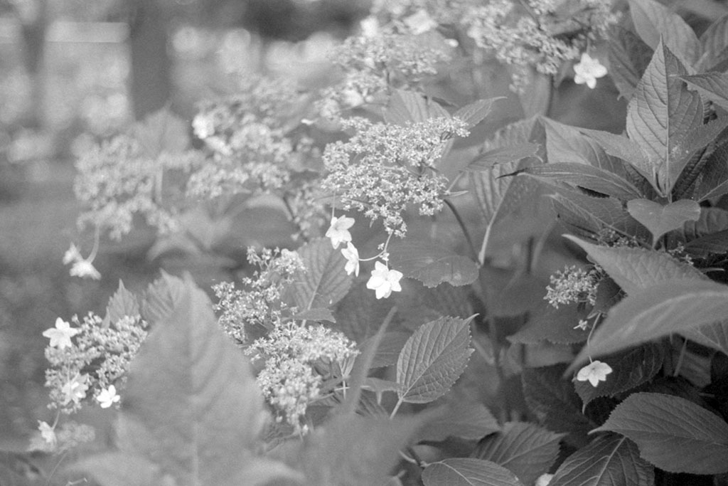 f:id:aremo-koremo:20200720024226j:plain f:id:aremo-koremo:20200720024226j:plain