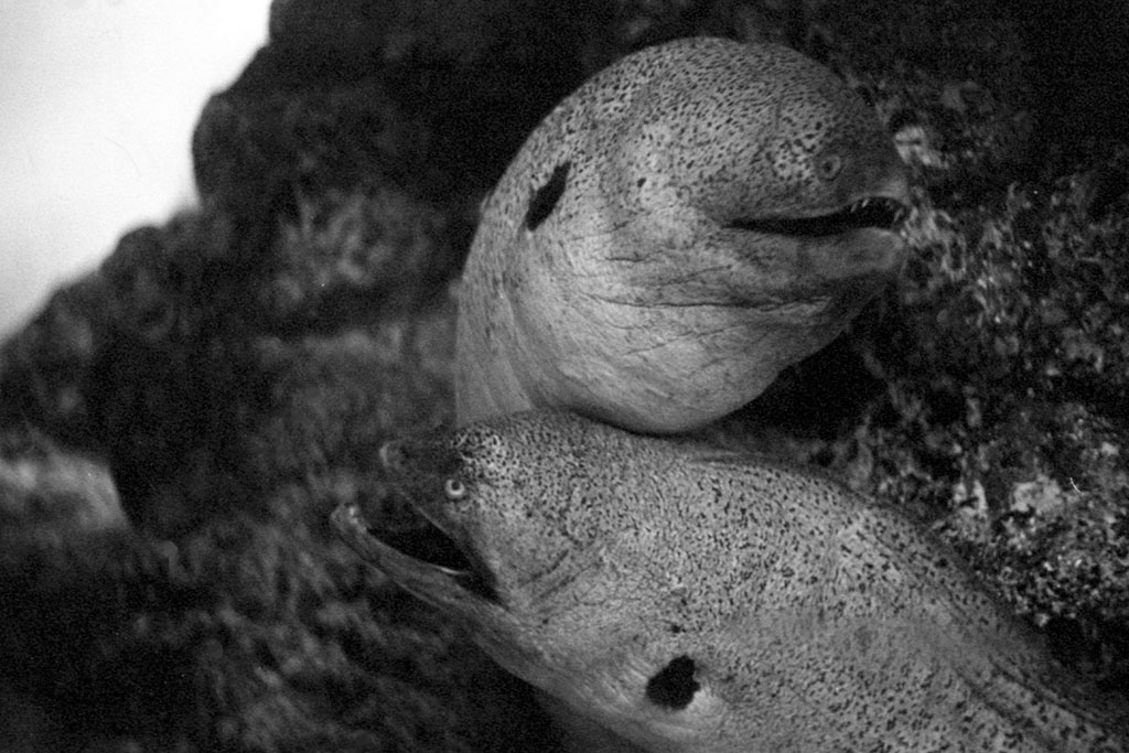 f:id:aremo-koremo:20200918154028j:plain f:id:aremo-koremo:20200918154028j:plain