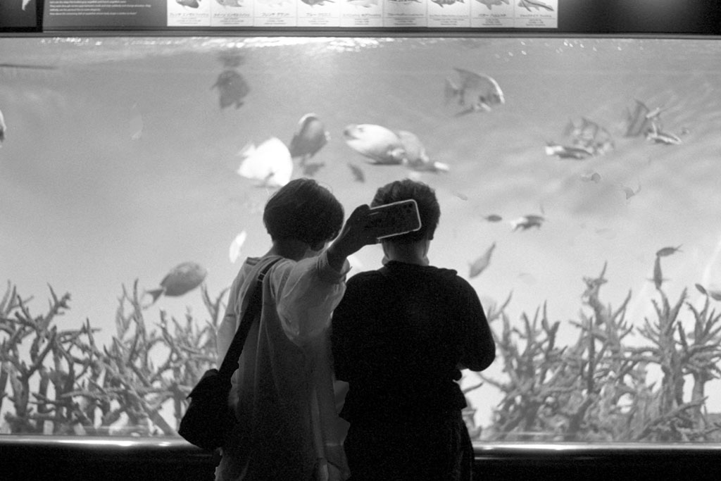 f:id:aremo-koremo:20200918154653j:plain f:id:aremo-koremo:20200918154653j:plain