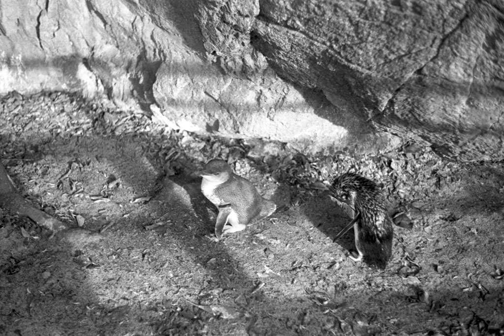 f:id:aremo-koremo:20200918155509j:plain f:id:aremo-koremo:20200918155509j:plain