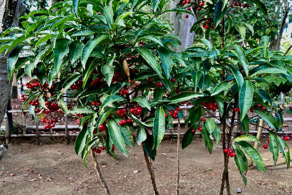 f:id:aremo-koremo:20201224031130j:plain