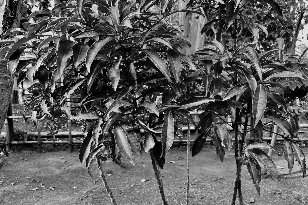 f:id:aremo-koremo:20201224031153j:plain