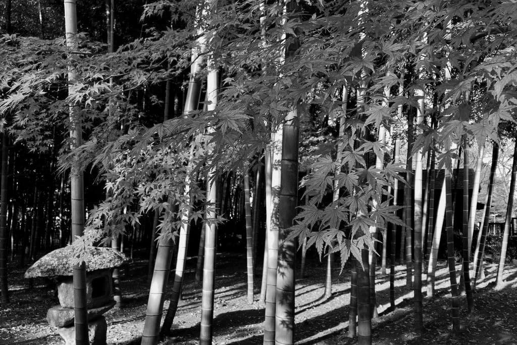 f:id:aremo-koremo:20201224031826j:plain