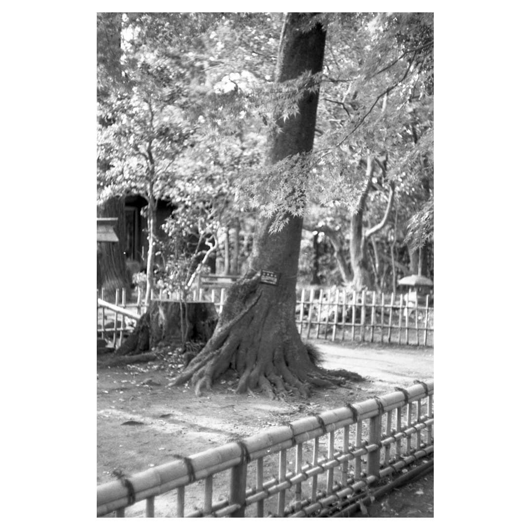 f:id:aremo-koremo:20201224032051j:plain