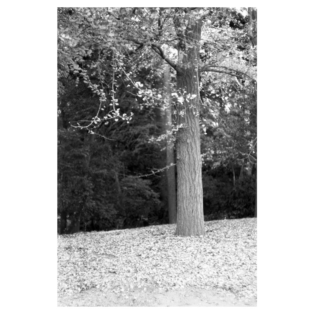 f:id:aremo-koremo:20201224162730j:plain