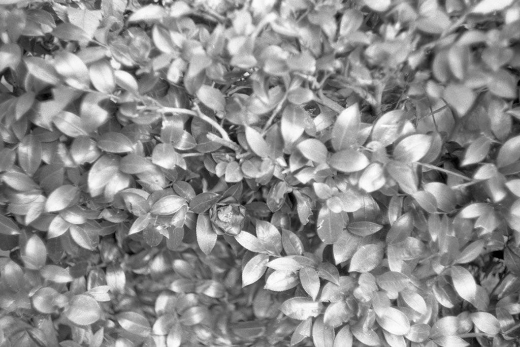 f:id:aremo-koremo:20201224171040j:plain