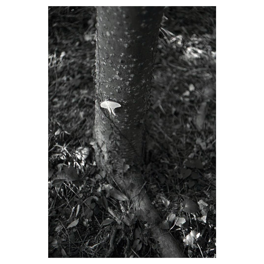 f:id:aremo-koremo:20210423031838j:plain