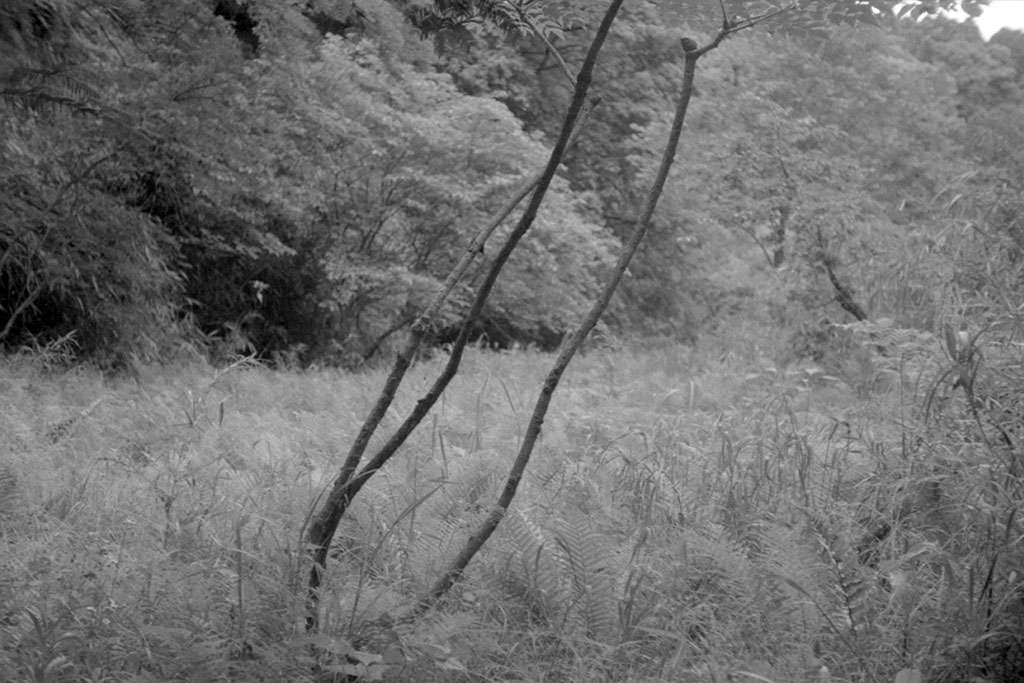 f:id:aremo-koremo:20210525180115j:plain