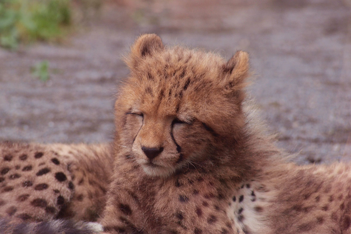 多摩動物公園にて、筆者が撮影した動物の寝顔