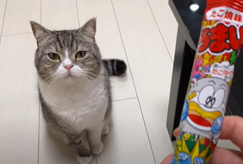 f:id:bolla:20211006034106p:plain