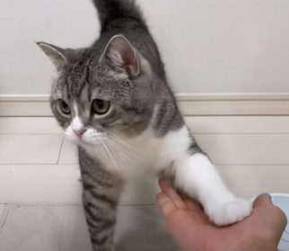 f:id:bolla:20211006034249p:plain