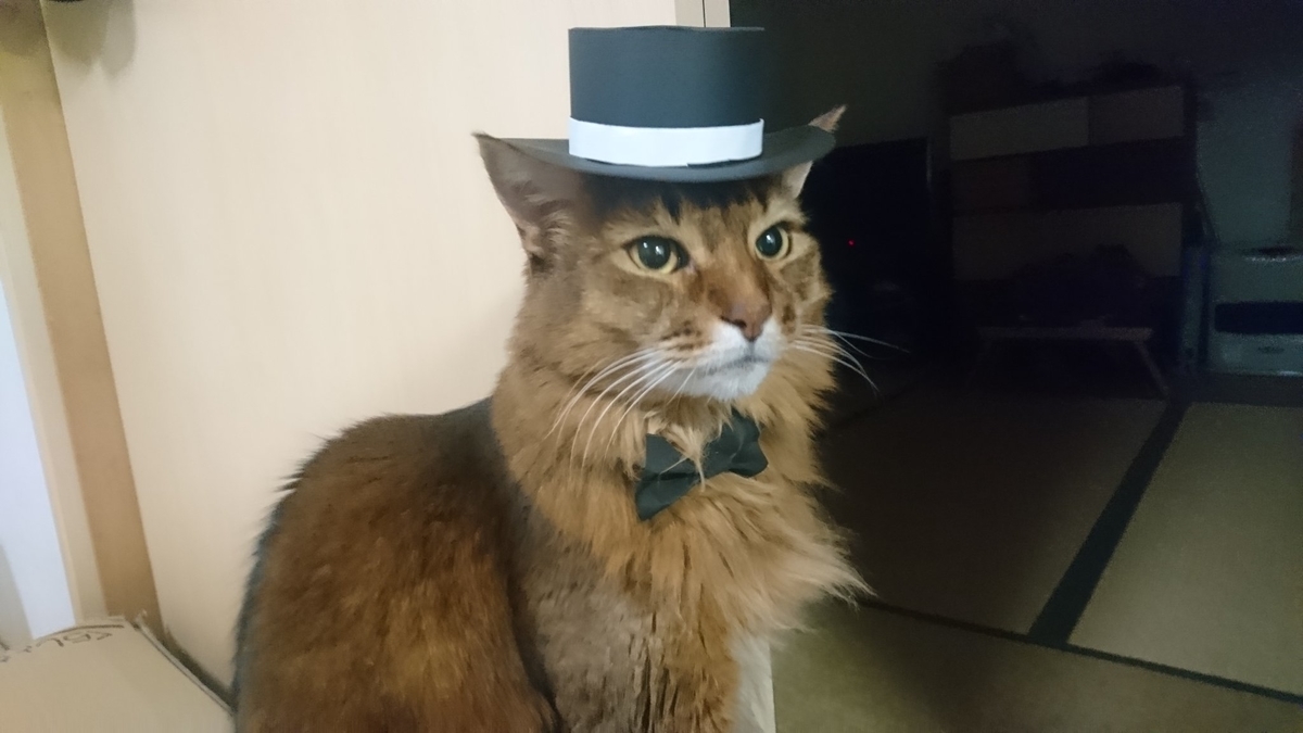 シルクハットをかぶった猫、チー