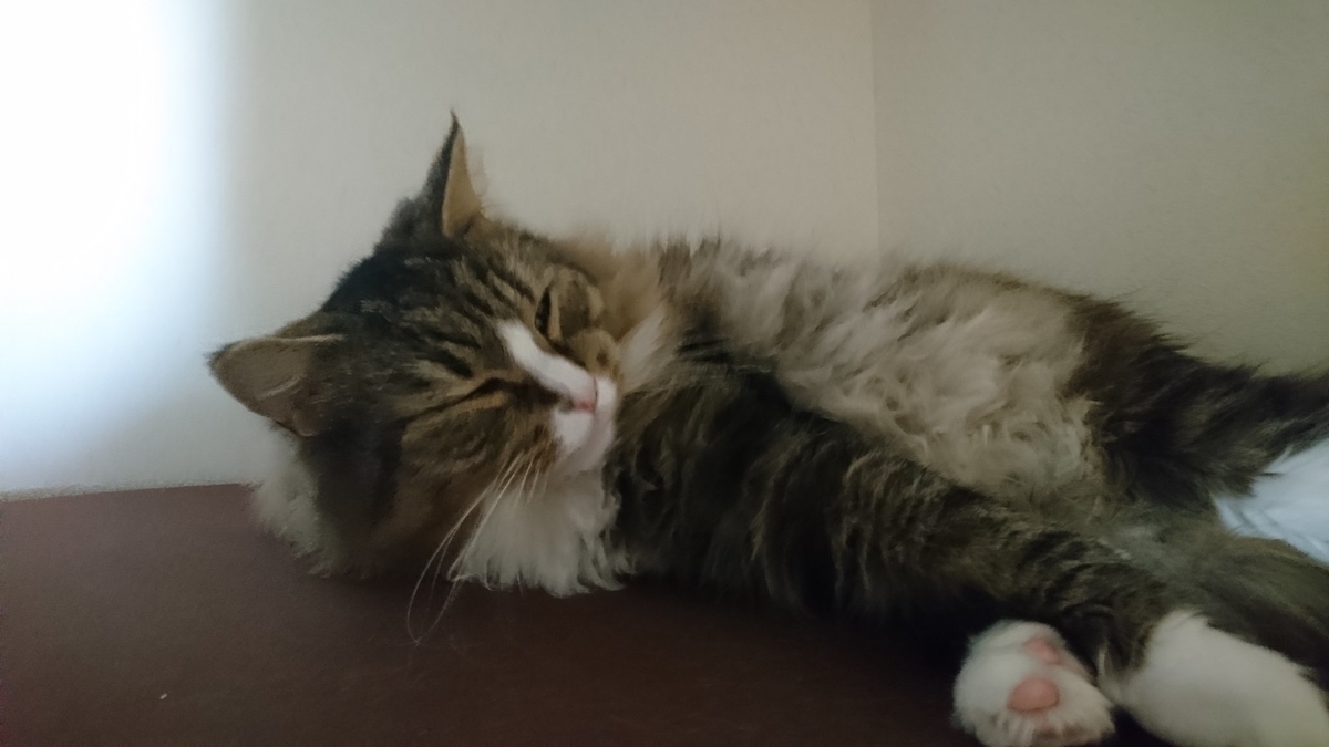 寒い一日を過ごした猫、トト