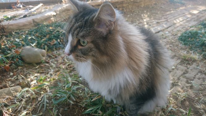 お庭を散歩する猫、トト