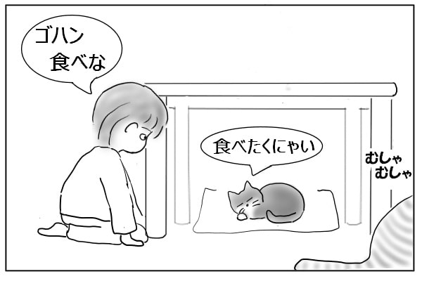 食べない猫