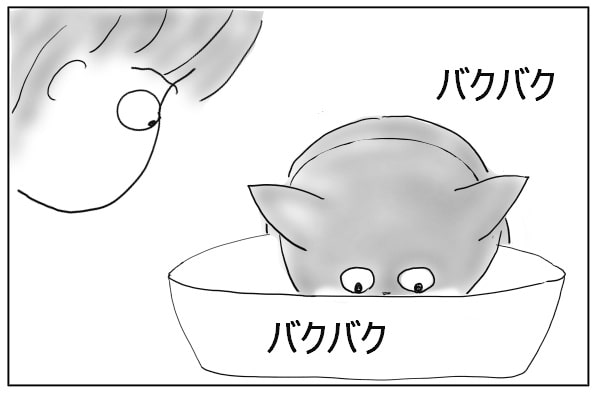 がっつく猫