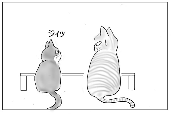 見つめる猫