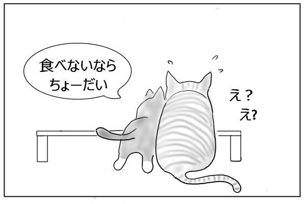戸惑う猫