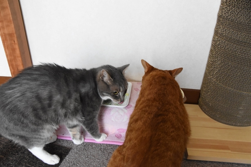 食べ終わった猫