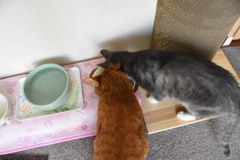 負けじと頭をねじ込む