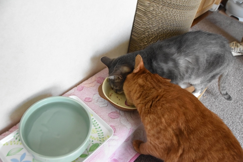 両者、一歩も引かず