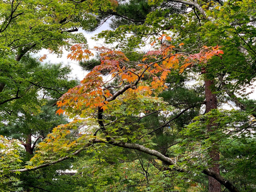 f:id:foxcafelate:20200919110355j:plain f:id:foxcafelate:20200919110355j:plain