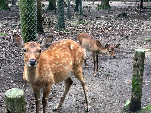 f:id:foxcafelate:20200919112940j:plain f:id:foxcafelate:20200919112940j:plain