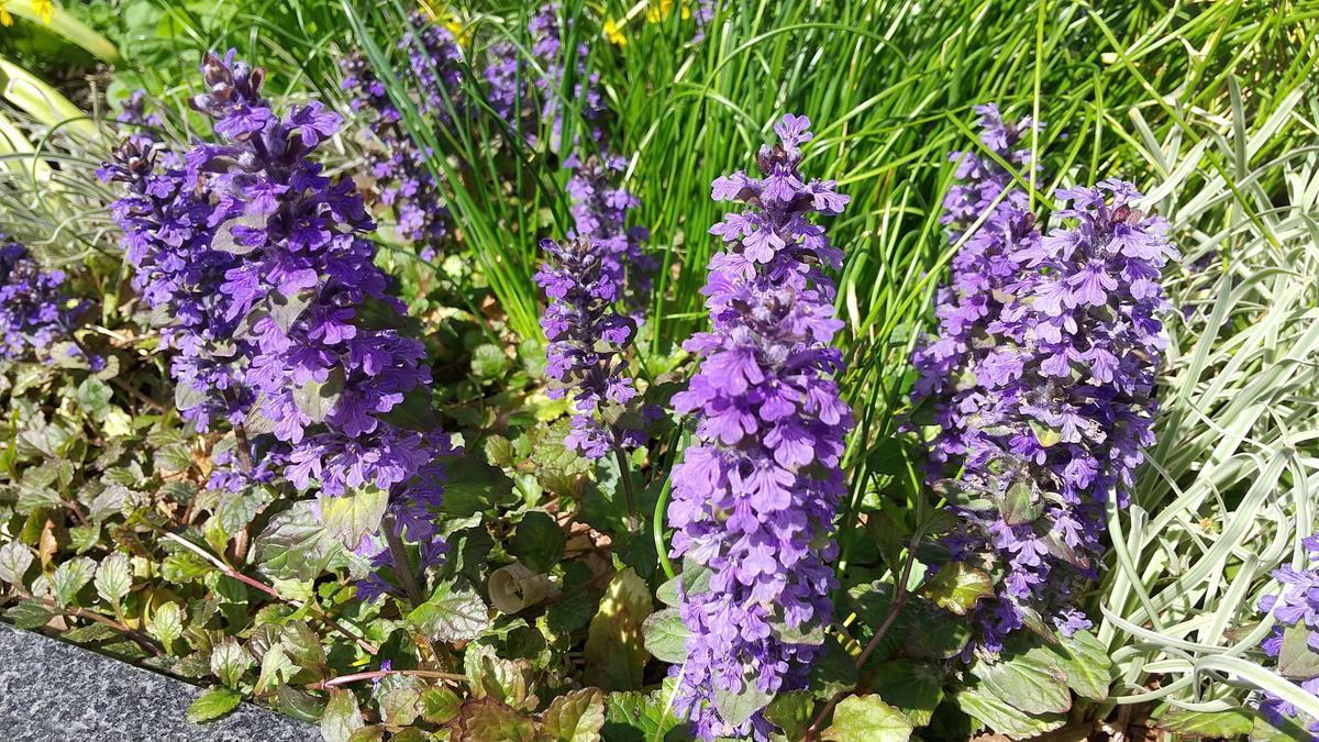 f:id:genta-san:20220406180418j:plain