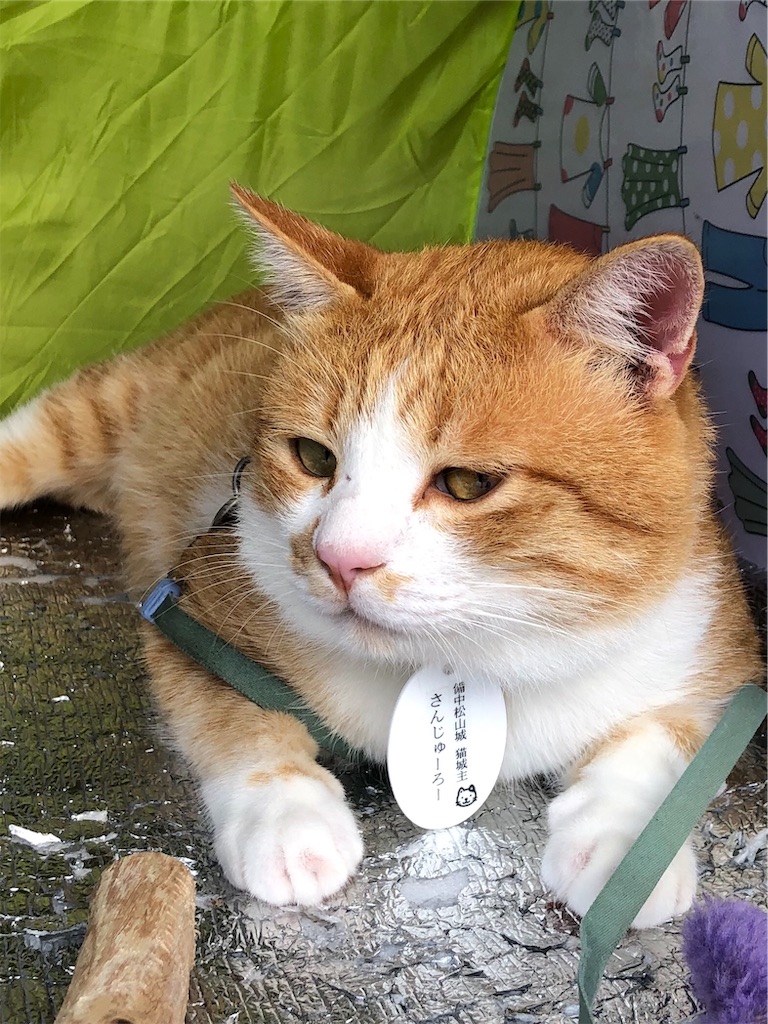 f:id:green3lk:20190909074633j:image f:id:green3lk:20190909074633j:image