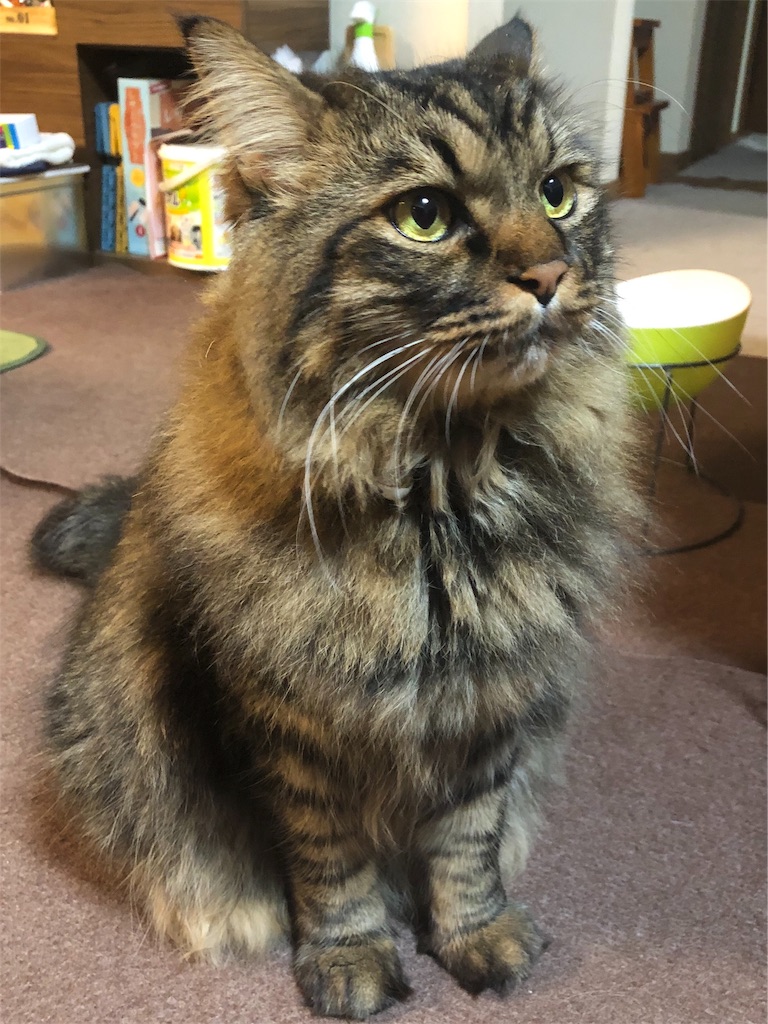 f:id:green3lk:20190925122546j:image f:id:green3lk:20190925122546j:image