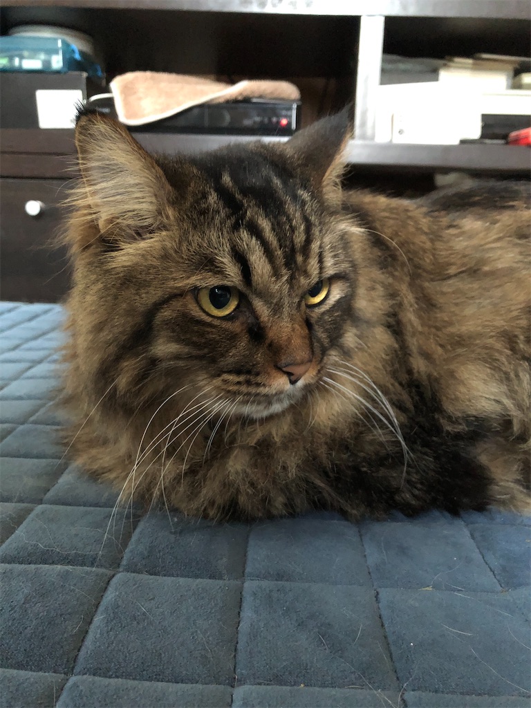 f:id:green3lk:20200905100209j:image f:id:green3lk:20200905100209j:image