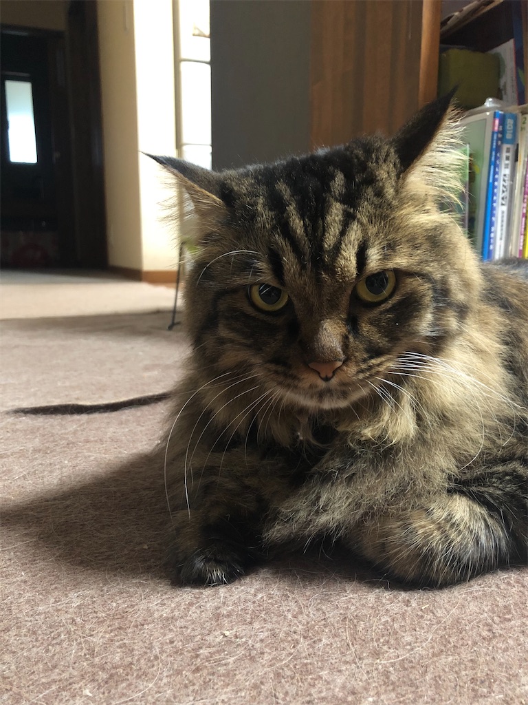 f:id:green3lk:20200929073410j:image f:id:green3lk:20200929073410j:image