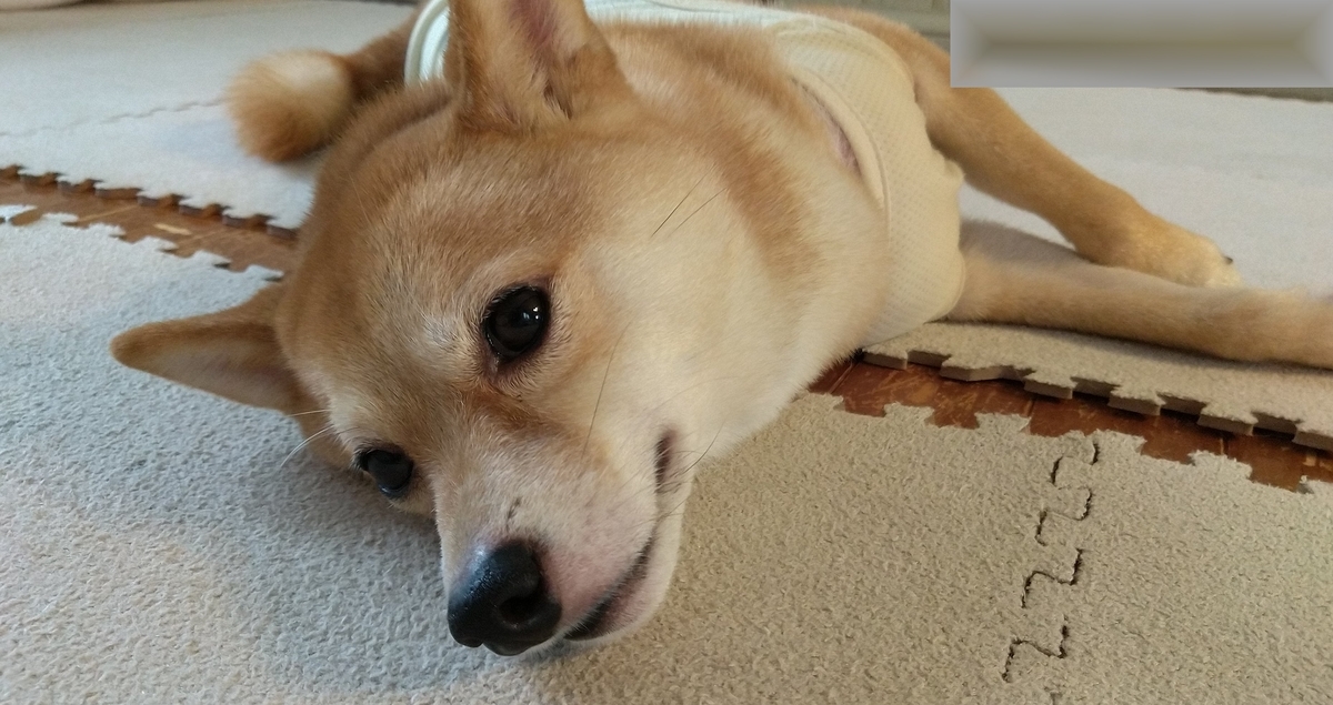 f:id:hanatara:20210627082006j:plain