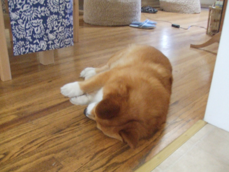 f:id:hatenacinnamon:20070621011737:image f:id:hatenacinnamon:20070621011737:image