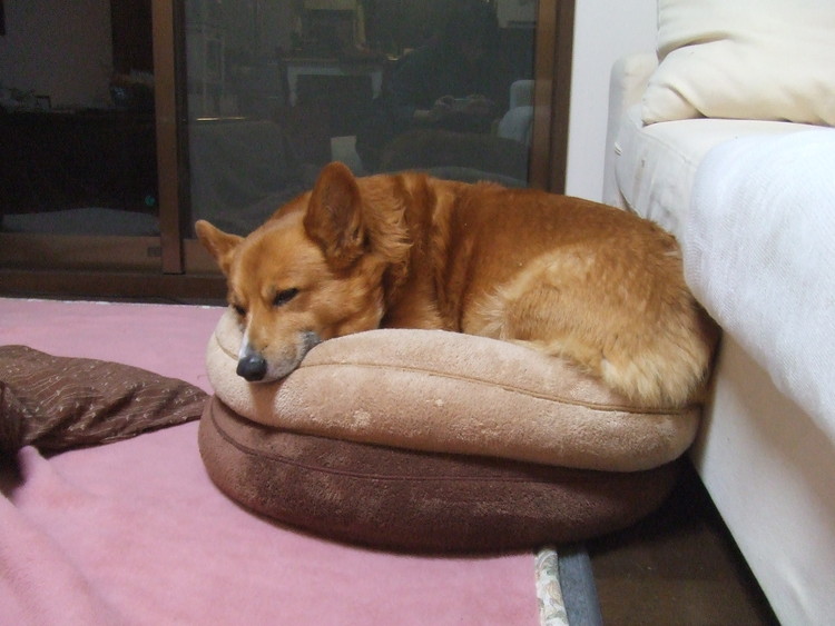 f:id:hatenacinnamon:20080313103157:image f:id:hatenacinnamon:20080313103157:image