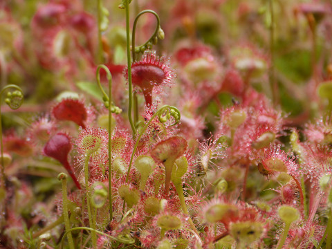 f:id:hisonus:20120729205456j:image f:id:hisonus:20120729205456j:image