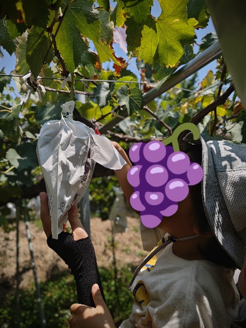 f:id:hoimicle:20250908110947j:image f:id:hoimicle:20250908110947j:image