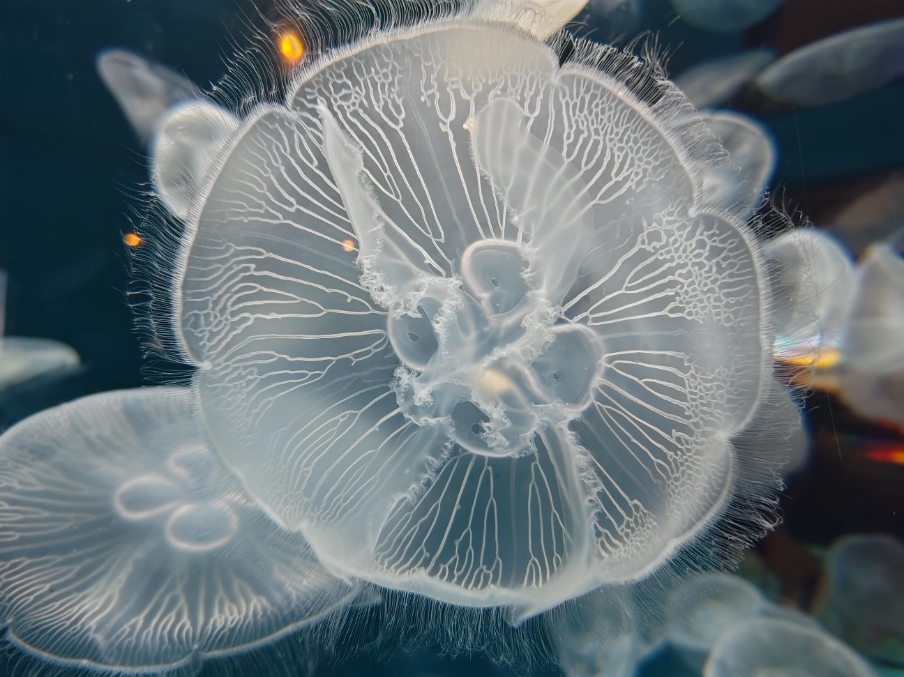 f:id:hoimicle:20251204110827j:image f:id:hoimicle:20251204110827j:image