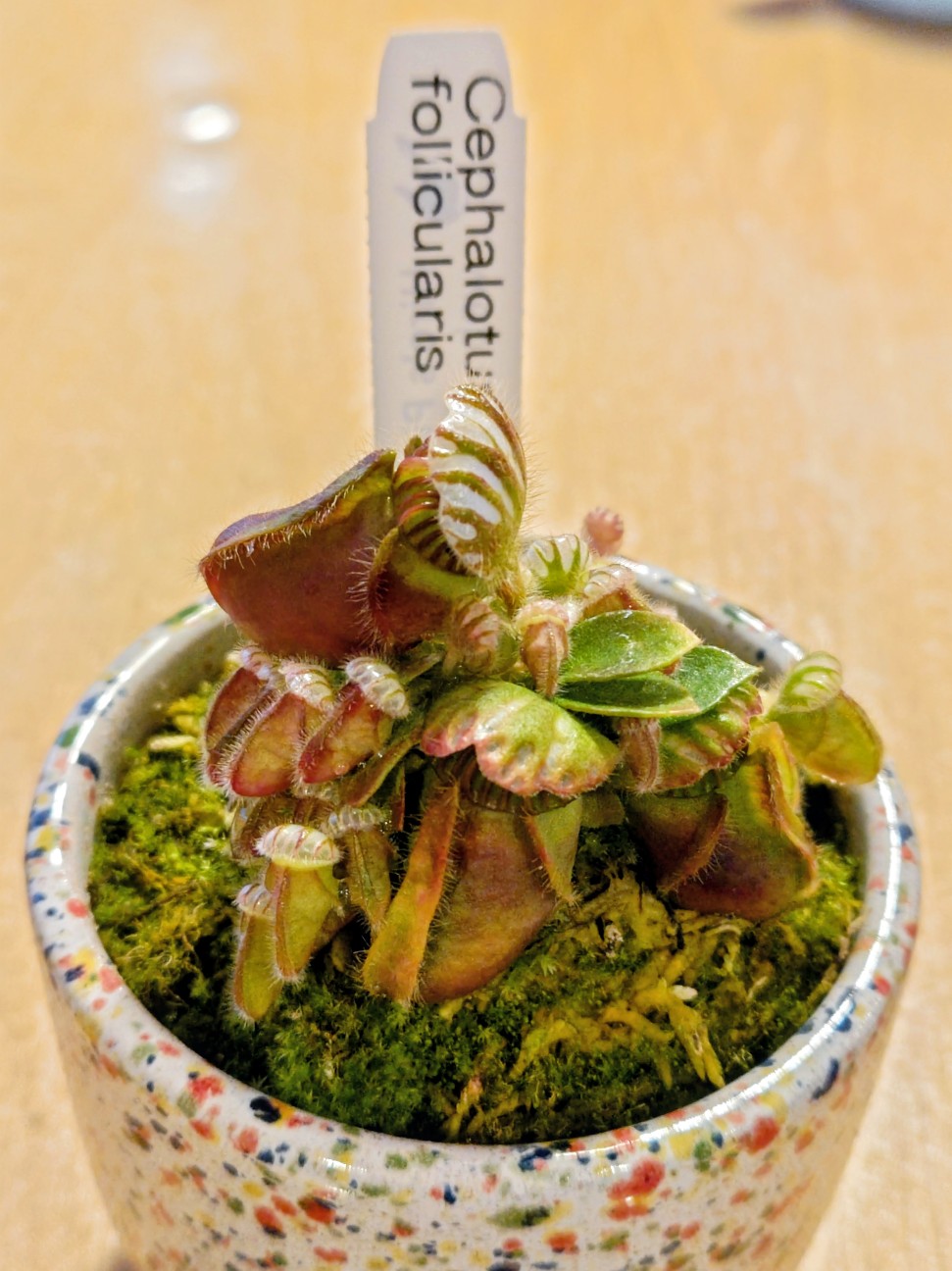 f:id:hoimicle:20251230185908j:image f:id:hoimicle:20251230185908j:image