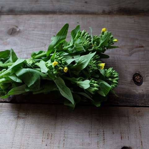 畑から採ってきた菜花