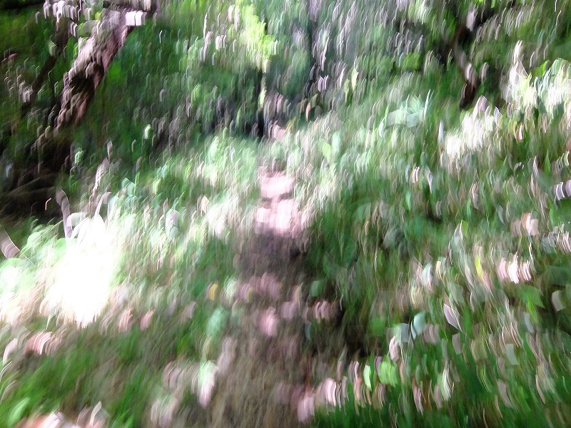 f:id:iechiko:20210902171927j:plain